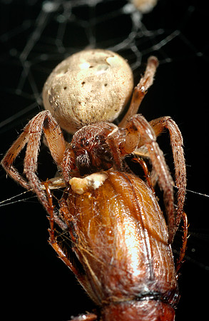Spider2.jpg