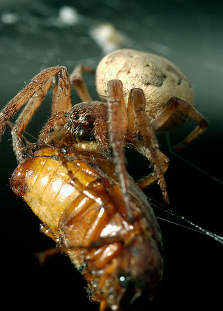 Spider1.jpg
